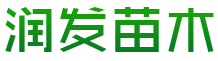 山东润发银杏基地
