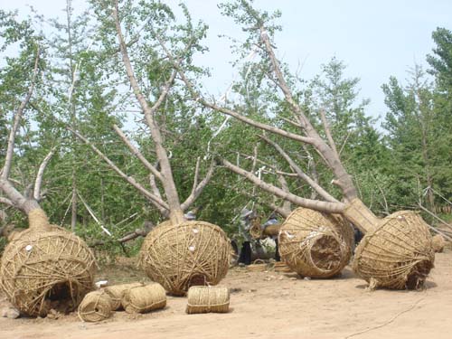 40公分嫁接银杏树