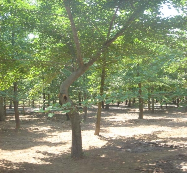 歪脖嫁接银杏树