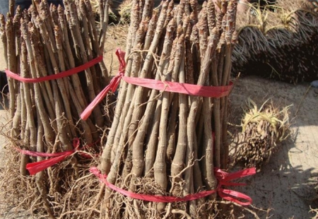 一年生银杏小苗