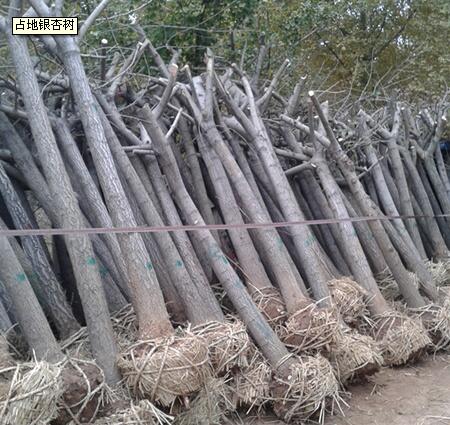 山东银杏树占地苗