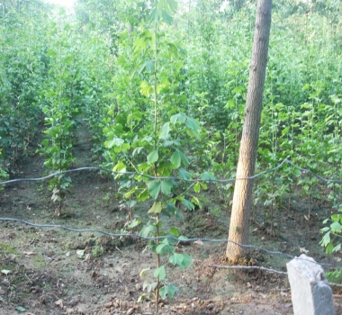 两年生银杏小苗