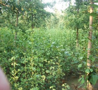 80公分高银杏小苗