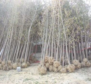 7-8公分银杏待发小苗