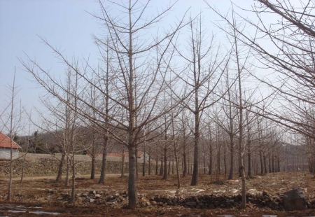 精品实生银杏树