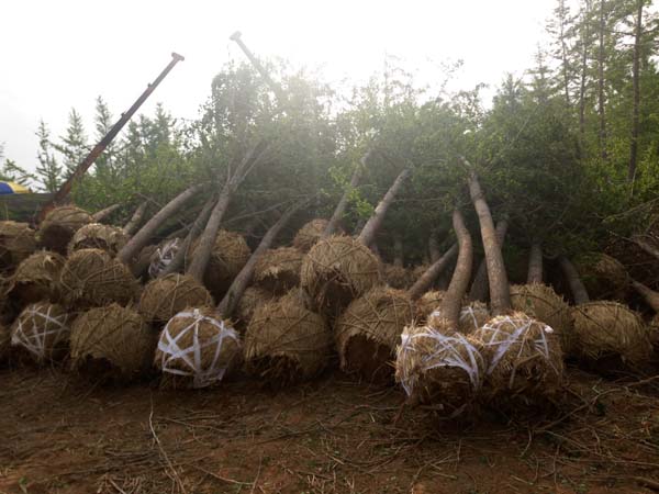 15公分银杏树占地苗