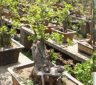 山东银杏盆景