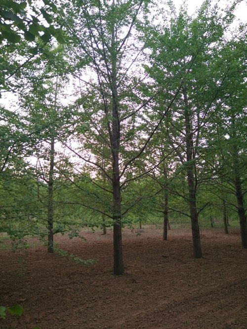 22公分好树形银杏树