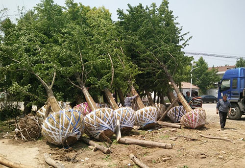 银杏树等待装车