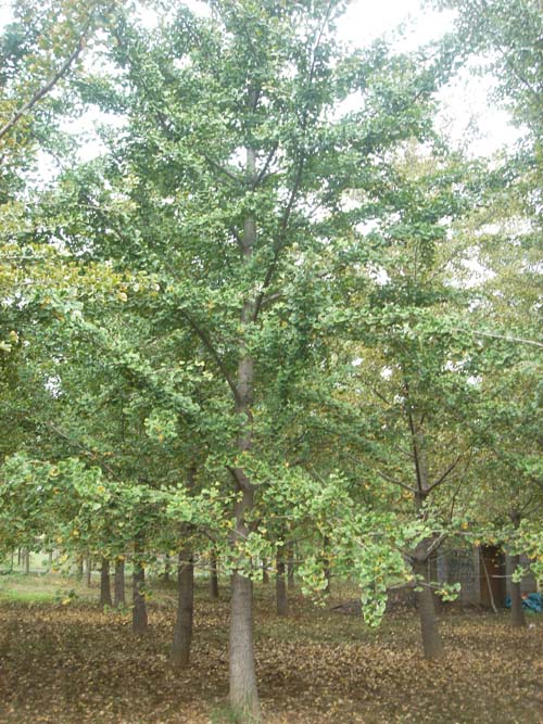 银杏树