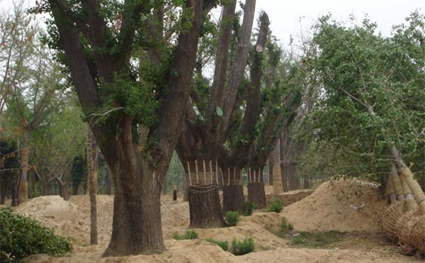 80公分银杏嫁接树