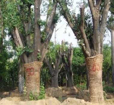 移栽规格银杏树