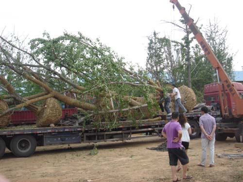 大规格嫁接银杏树