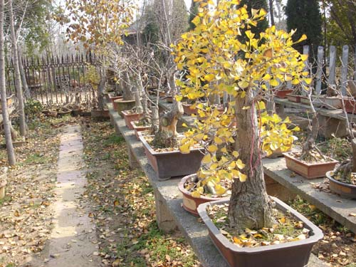 银杏树盆景