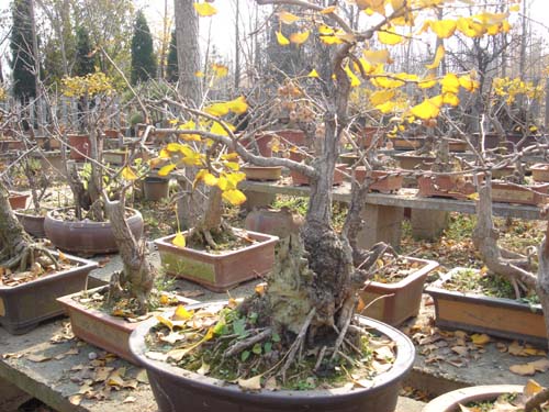 银杏盆景