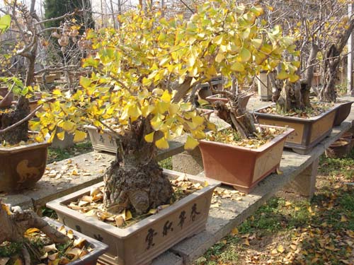 银杏树盆景
