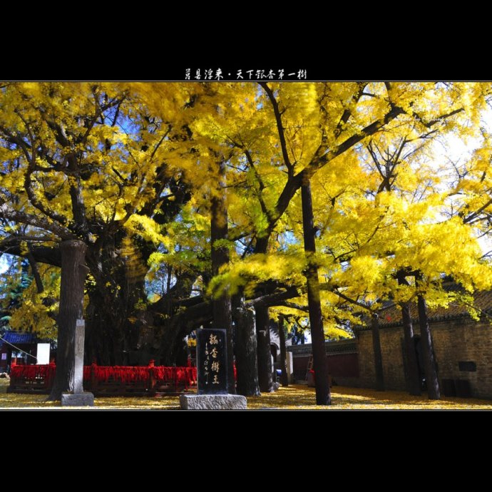 天下第一银杏树 天下第一银杏树