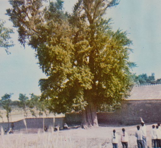 郯城新村老神树概况(图)