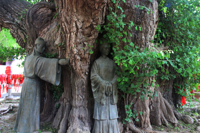 天下第一银杏树 天下第一银杏树