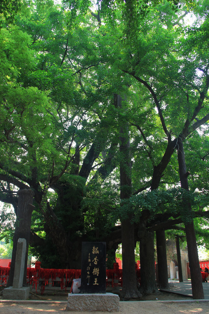 天下第一银杏树 天下第一银杏树