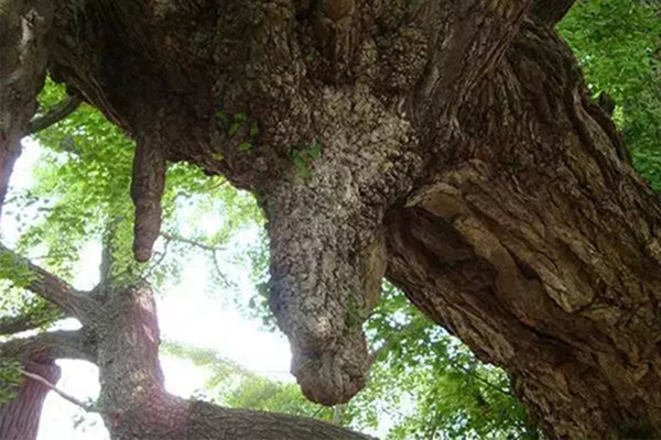 天下第一银杏树 天下第一银杏树