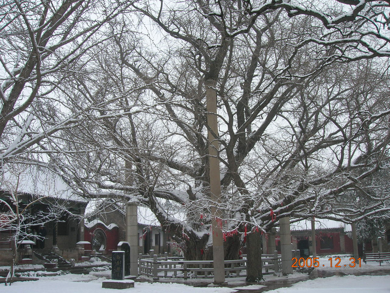 天下第一银杏树 天下第一银杏树