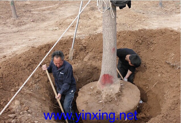 挖银杏树过程图解(图)