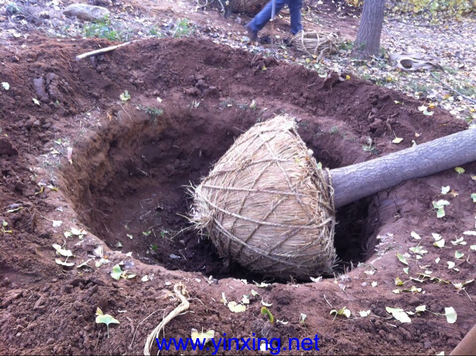 20141110_231739 20141110_231739