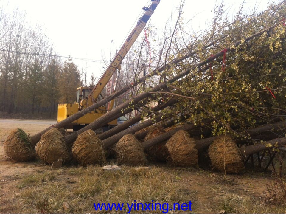 20141110_232237 20141110_232237