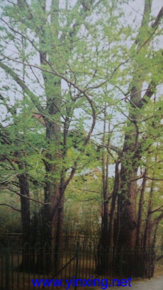 青岛崂山太清宫道长手植银杏树