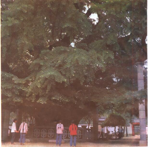 天下第一银杏树 天下第一银杏树