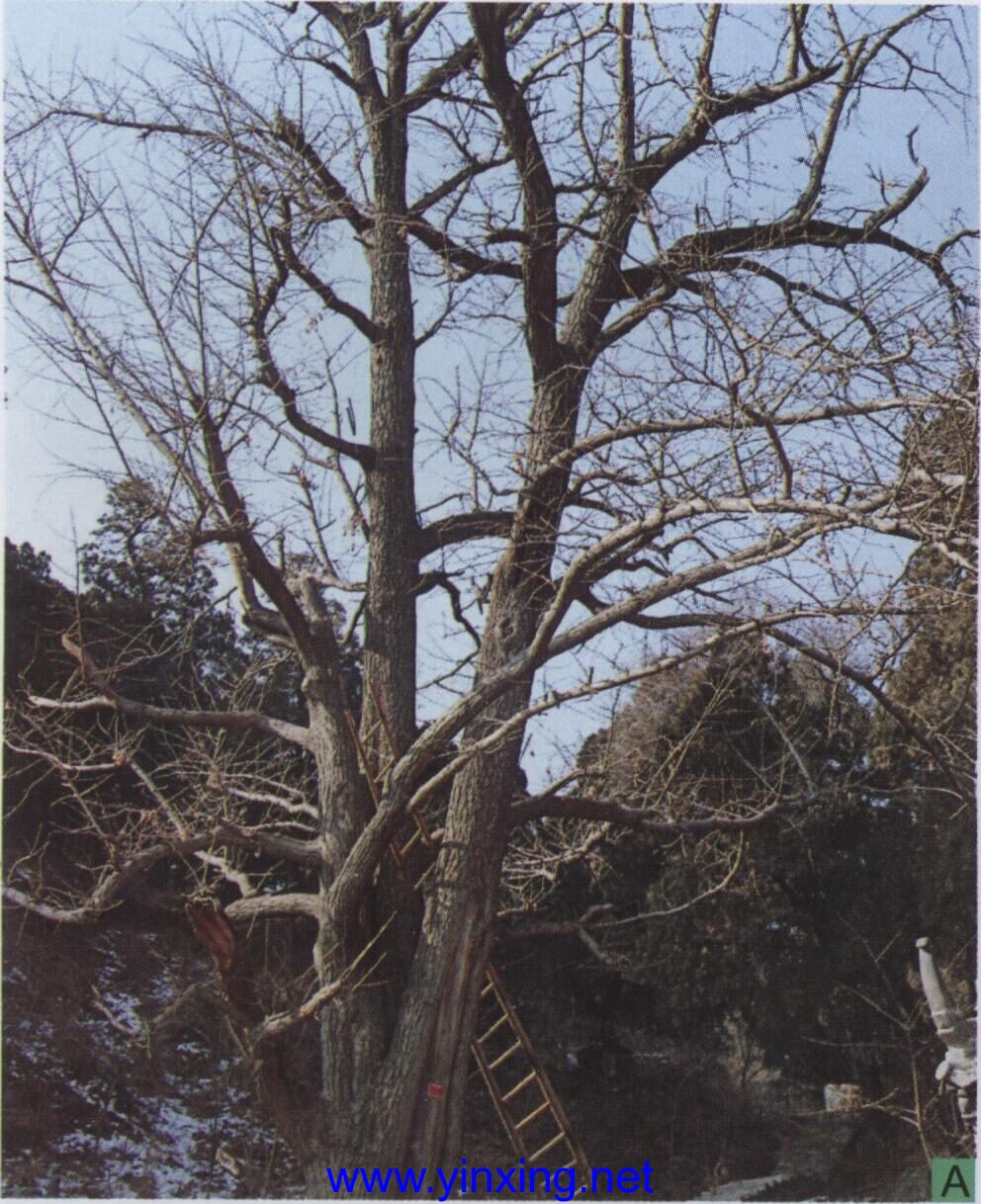 织女洞古银杏树