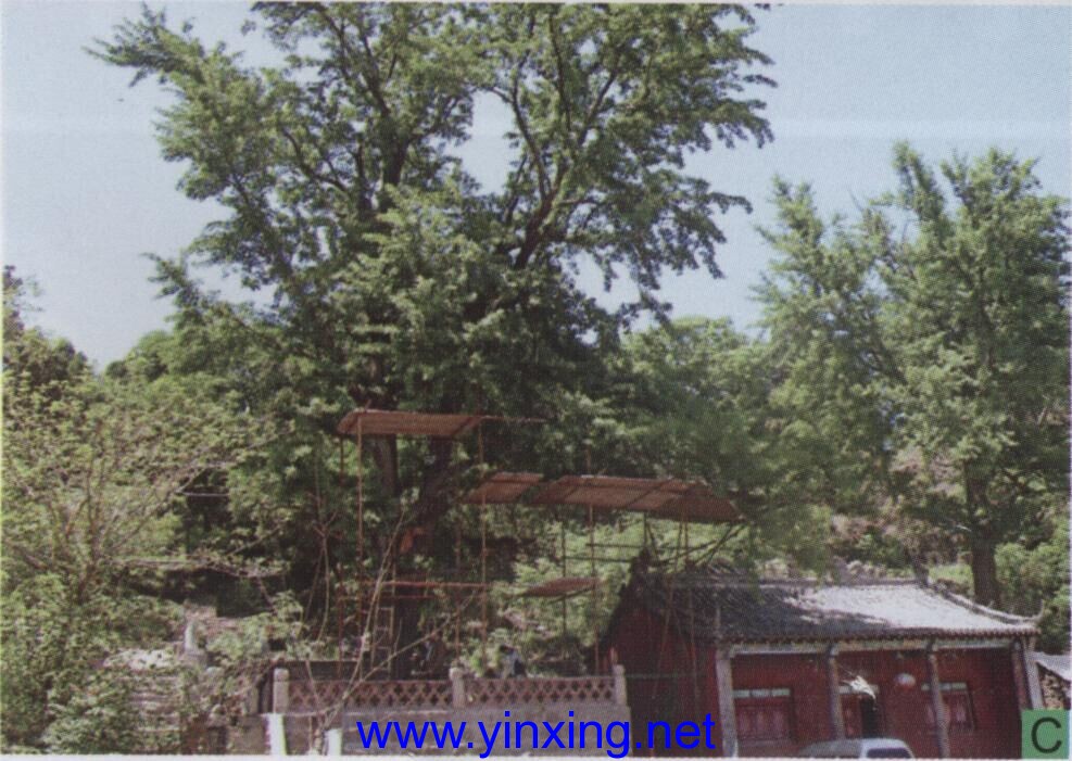 织女洞南古银杏树