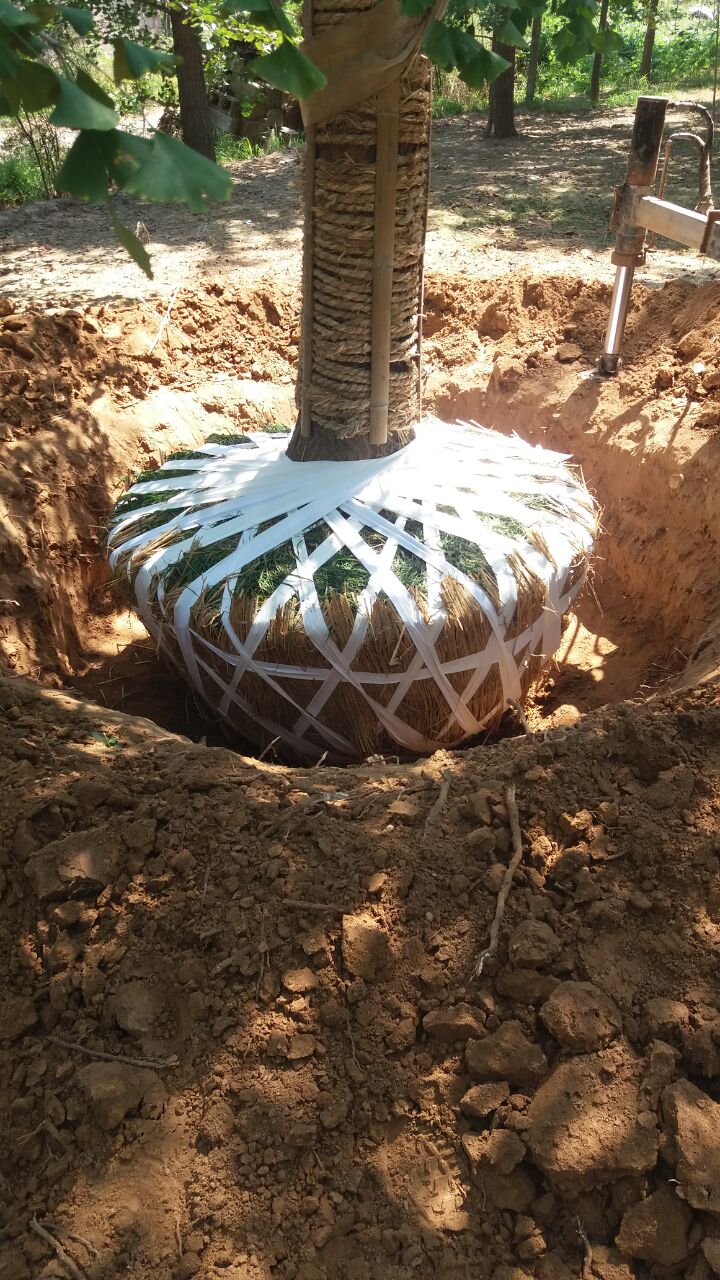 银杏树