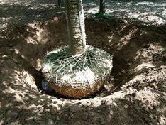 米径25公分精品银杏树