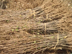 三年生银杏小苗