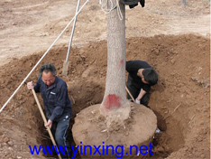 30公分精品银杏树