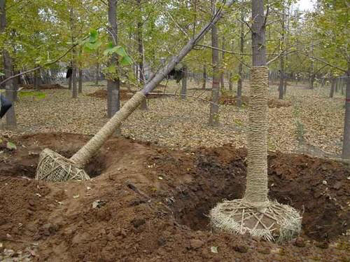 银杏树8 银杏树8