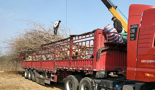 银杏树9 银杏树9