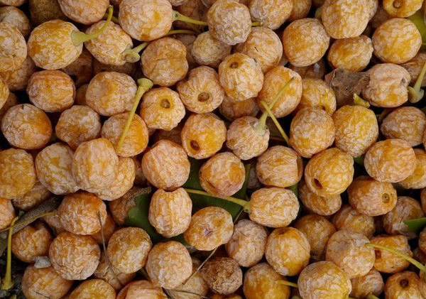 银杏树的功效与作用有什么