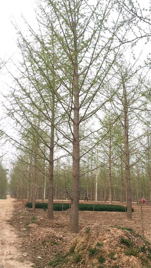 银杏树1