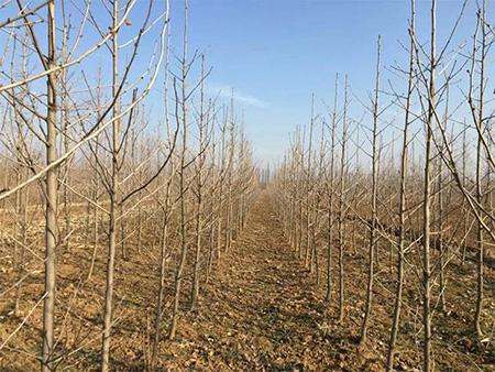 银杏树怎么种植?银杏树的栽培要点及管理方法