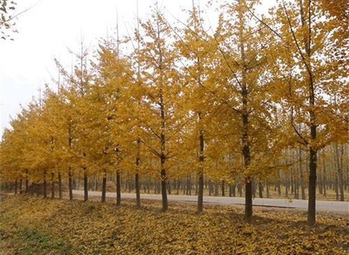 银杏高效栽培技术与日常养护管理