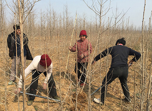银杏高效栽培技术与日常养护管理