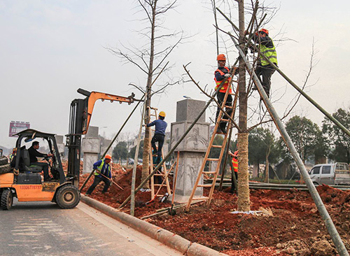 银杏高效栽培技术与日常养护管理