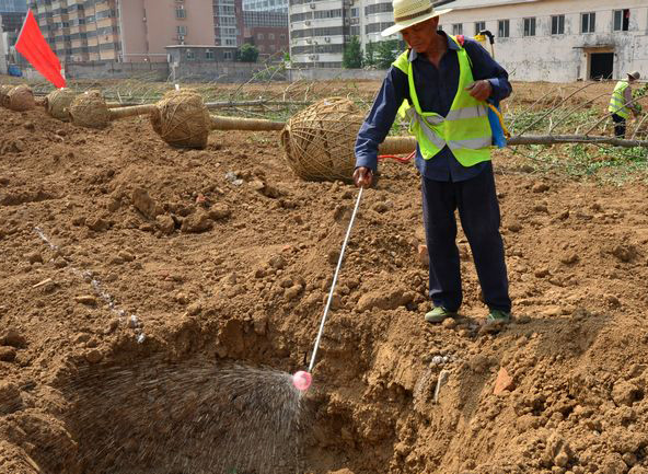 银杏高效栽培技术与日常养护管理