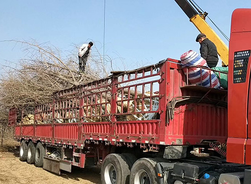 「银杏树苗价格上涨」最新银杏树行情分析