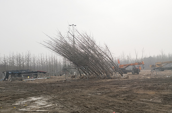 2019年银杏树最新价格_银杏树树苗价格表-银杏树基地报价