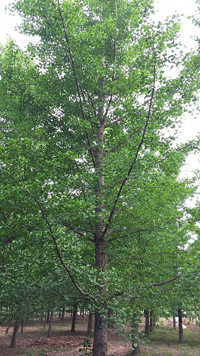 25公分银杏树价格_银杏树基地最新报价